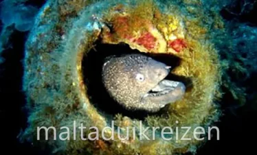 gozo-duikreizen
