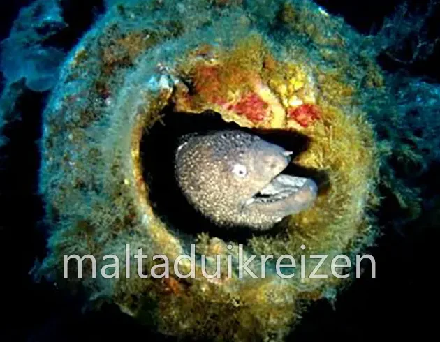 gozo-duikreizen